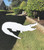Alligator Flexible Vinyl Screen Magnet
