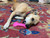 Bone eChew Ultra Durable Nylon Dog Chew Toy for Aggressive Chewers 