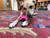 Bone eChew Ultra Durable Nylon Dog Chew Toy for Aggressive Chewers 