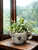 Cement Rustic Teapot Succulent Planter