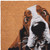 17" X 29" Natural And Red Coir Dog Outdoor Door Mat