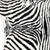 4' X 5' Black and White Faux Fur Printed Area Rug