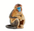 Snub Nosed Monkey Figurine - 095866003760
