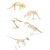 Dinosaur Skeleton Realistic Model Assembly Peggable Kits - 667741122462