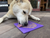 Bones Design eMat Enrichment Lick Mat - 810216025700