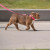 GF Pet  Reflective Leash - 824348856347