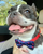 Cutie Ties Dog Bow Tie - 686091843629