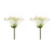 Queen Anne's Lace Stem - 746427885348