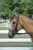 Henri de Rivel Pro Anatomical Bridle - 810013138887