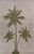 5’ X 7’ Green Palm Tree Indoor Outdoor Area Rug - 808230039018