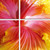 Homeroots Decor 24" Multicolor Canvas 4 Panels Hibiscus Photo, Multicolor, 24 Inch