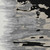 3' X 5' Black Gray And Ivory Abstract Washable Indoor Outdoor Area Rug Transitional Style - Black, Gray, Ivory Color