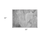 2' X 3' Gray Abstract Washable Indoor Outdoor Area Rug
