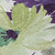 5' X 8' Purple And Lavender Floral Washable Indoor Outdoor Area Rug - Purple, Lavender