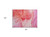 2' X 3' Pink Abstract Washable Indoor Outdoor Area Rug