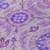 5' X 8' Lavender Lilac And Gray Floral Washable Indoor Outdoor Area Rug