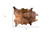 6' X 7' Brown Cowhide Hand Knotted Area Rug