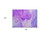 2' X 3' Purple Abstract Washable Non Skid Indoor Outdoor Area Rug Transitional Style - Purple Color