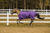 TuffRider 1200 D Comfy Winter Blanket
