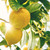 Raw Honey Lemon Peel Body Wash Bar Soap