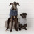GF Pet Elasto-Fit Denim Dog Jacket
