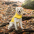GF Pet Reversible ElastoFit Raincoat
