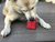Gift Box eDispenser - Durable Rubber Treat Dispenser for Dogs