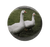 Geese