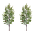 Pine Spray