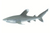 Oceanic Whitetip Shark Figurine