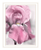Pink Iris White Framed Print Wall Art