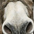 Cute Donkeys Canvas Unframed Print Wall Art - 808230015821