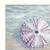 Set Of Three Shells I White Framed Print Wall Art - 606114042716