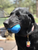 Double Trouble Dog Toy - Dual Chamber Treat Dispenser for Large Dogs