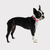 GF Pet  Reflective Collar