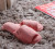 Roxoni Ultra Soft Spa Slippers for Women Cozy, Fuzzy Terry Bathroom, House and Shower Shoes