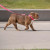 GF Pet  Reflective Collar
