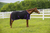 Tuffrider Kozy Komfort Stable Sheet