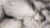 5' X 8' Ombre Gray Faux Sheepskin Rug