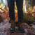 Men's 9" Waterproof Steel Toe Logger