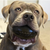 Football Dog Chew Toy & Treat Dispenser  
