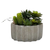 Artificial Succulents in a Gray Planter - 880016444179