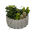 Artificial Succulents in a Gray Planter - 880016444179