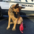 USA-K9 Grenade Durable Rubber Chew Toy, Treat Dispenser, Reward Toy, Tug Toy, and Retrieving Toy - 810216024079