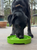 Garden Design eTray - Shallow Slow Feeder Dog Bowl for Enrichment  - 810216027773