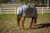TuffRider Comfy Plus Standard Neck Fly Sheet - 849913076999
