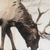 Wood Winter Reindeer Lodge Hanging Wall Decor - 880016409093