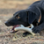 Ever Antler Nylon Chew Bone | Elk Antler Shaped Dog Toy for Aggressive Chewers  - 810216028046