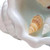 6" Light Blue Sea Salt And Orchid Scented Candle In White Resin Novelty Holder With Shells - 880016463163