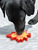 Canadian Maple Leaf Nylon Dog Chew Toy  - 810216027544
